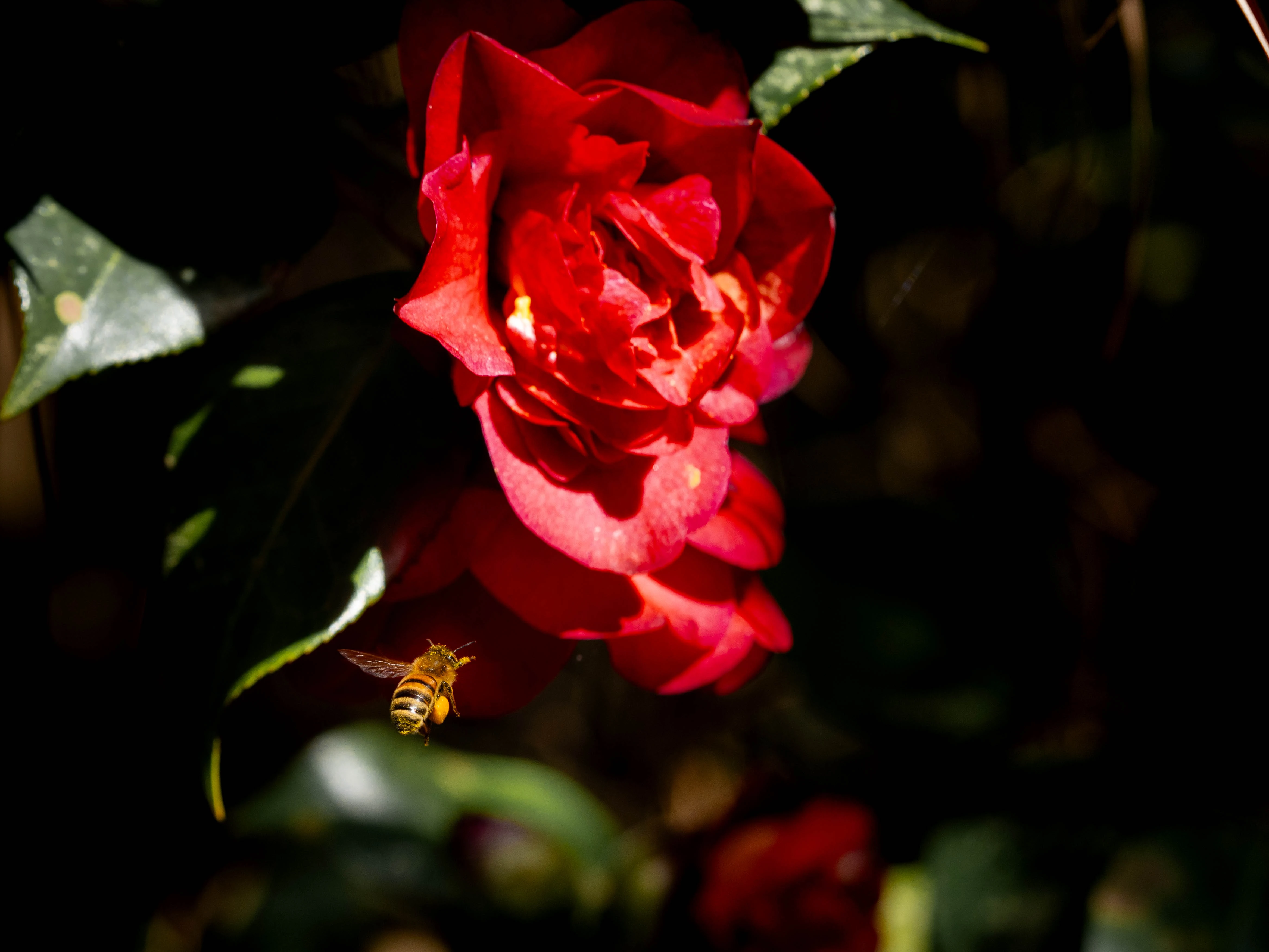 Sloop Masse Lane Gardens 3