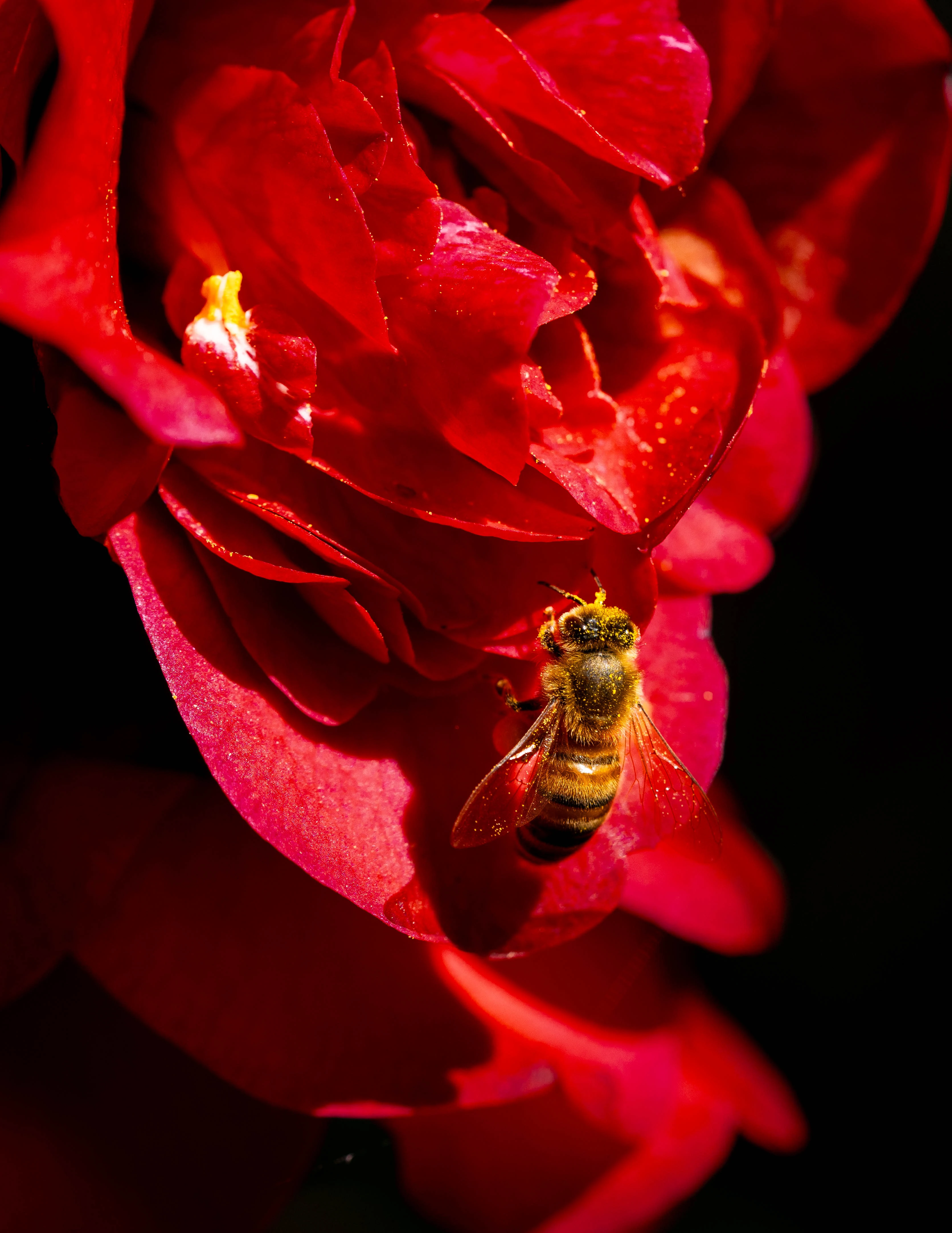 Sloop Masse Lane Gardens 4